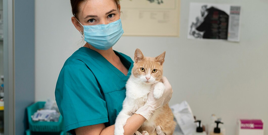 Konijn castreren of steriliseren: kosten, voordelen, herstel en wanneer het nodig is