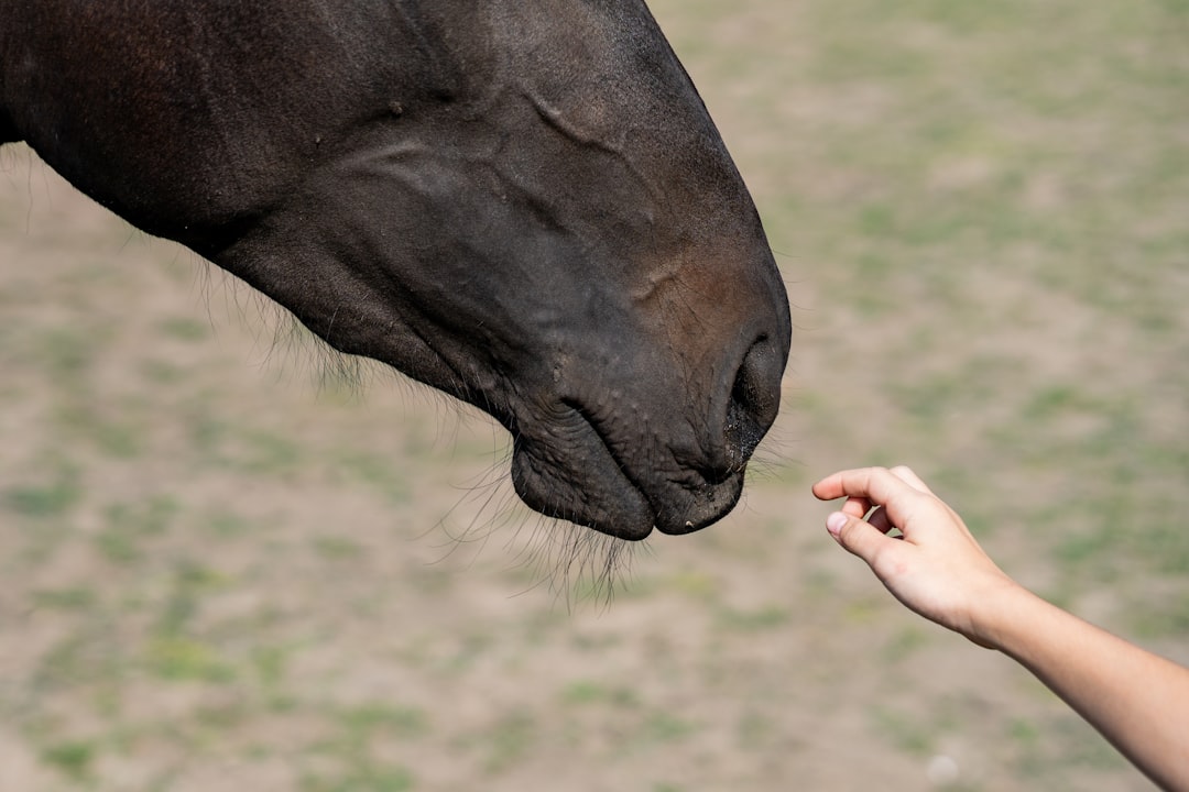 Vitaminen en mineralen voor paarden: wat hebben ze nodig én hoeveel?