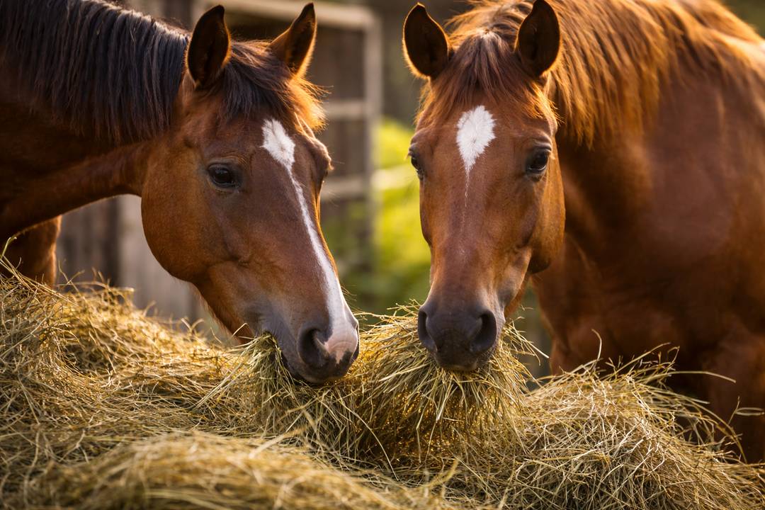 Het ideale dieet voor paarden: hooi, krachtvoer, weidegang en veelgemaakte fouten