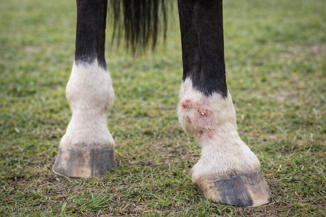 Mok bij paarden: symptomen, oorzaken, behandeling en preventie
