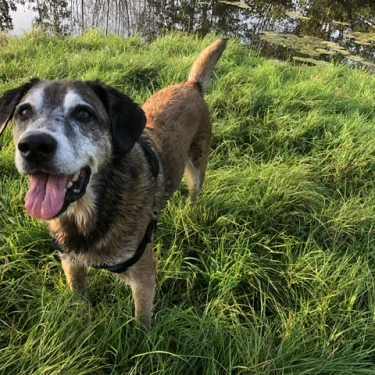 dierenkliniek de ruwaard mariëlle van zeijl