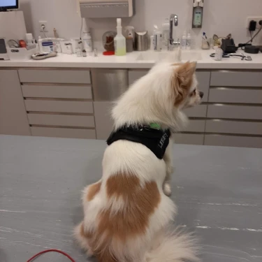 Dierenkliniek Smarius logo