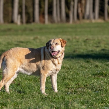 Dierenkliniek Billiton