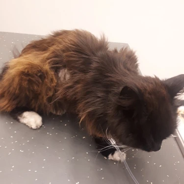 Dierenkliniek De Arker