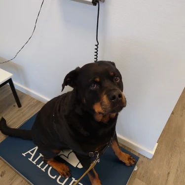 Anicura dierenziekenhuis Stroowart Barendrecht logo
