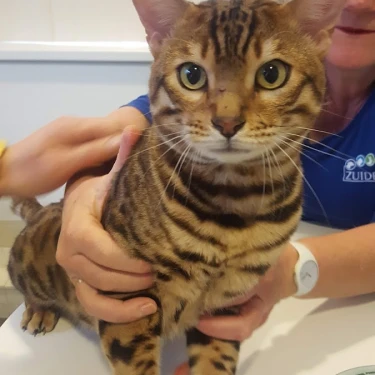 Dierenkliniek Zuidplas