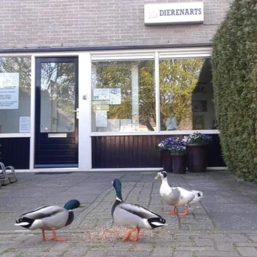Dierenartsenpraktijk Robert Stolzstraat logo