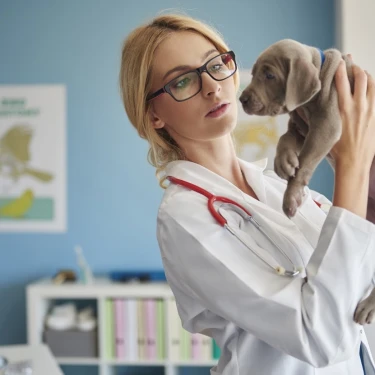 Dierendokter Arnhem