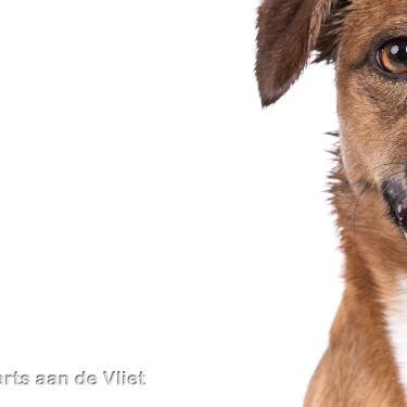 Dierenarts aan de Vliet