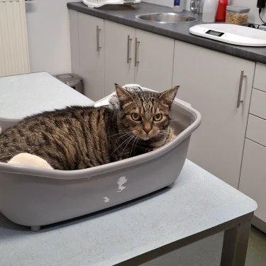 Dierenkliniek IJzendijke