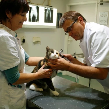 Dierenartsgoes