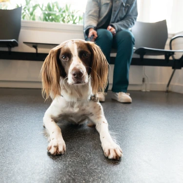 Dierenkliniek sint anna 404 logo