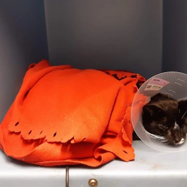 Dierenartspraktijk proosdijlanden