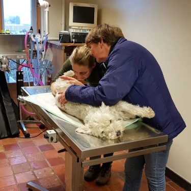 Dierenartsenpraktijk Suylichem BV