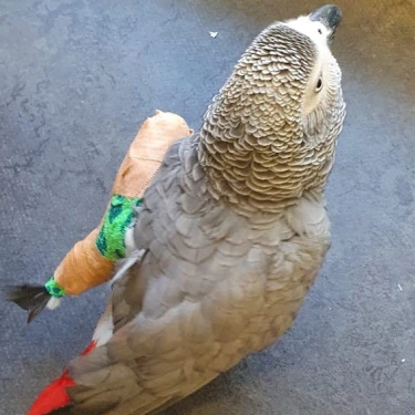 Dierenkliniek De Baronie