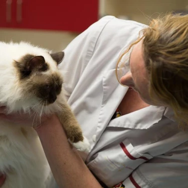 AniCura Dierenkliniek Helmond Stiphout
