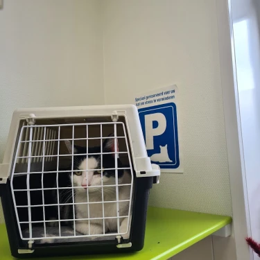 Dierenkliniek Losser-Oldenzaal
