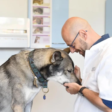 Dierendokters Ede