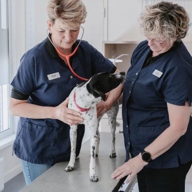 Dierenkliniek Stokhasselt logo