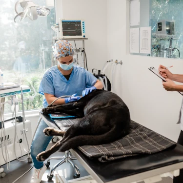 Dierenkliniek De Ronde Venen