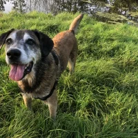 dierenkliniek de ruwaard mariëlle van zeijl