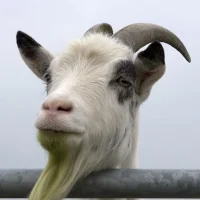 Dierenartsenpraktijk Ezinge