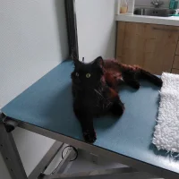 Dierenkliniek Schaijk