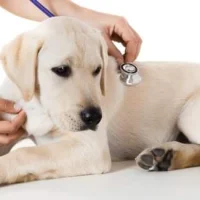 Pets Health