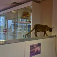 Andere Dierenarts
