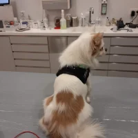 Dierenkliniek Smarius