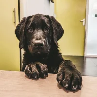 Gezelschapsdierenkliniek Roosendaal