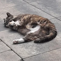 Dierenartsen Oostermoer
