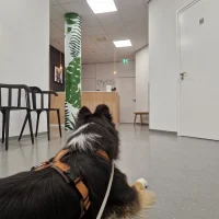 Eyes Oogheelkunde voor dieren