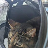 De Dierenarts Wageningen