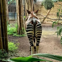 Dierenkliniek Blijdorp