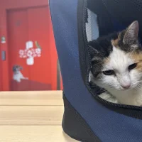 Basic Vets Clinic en Hospital