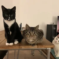 Dieren Kliniek de Gouwe