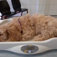 Dierenkliniek Slangenbeek