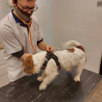 Dierenkliniek Maastricht