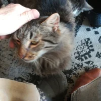 De Dierenarts