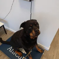 Anicura dierenziekenhuis Stroowart Barendrecht