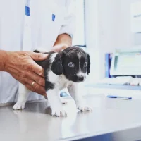 Dierenkliniek Sneek
