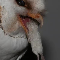 Dierenkliniek Hoofdstraat
