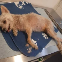 Dierenkliniek ‘t Westland