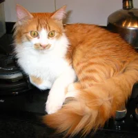 Dierenkliniek Vrieze