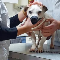 Dierenkliniek Leuven