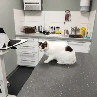 Dierenkliniek Dongemond