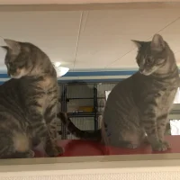 Dierenkliniek Osdorp