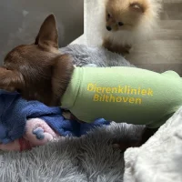 Dierenkliniek Bilthoven H.C.M. van Bekhoven