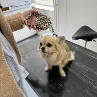 Anicura dierenkliniek apeldoorn